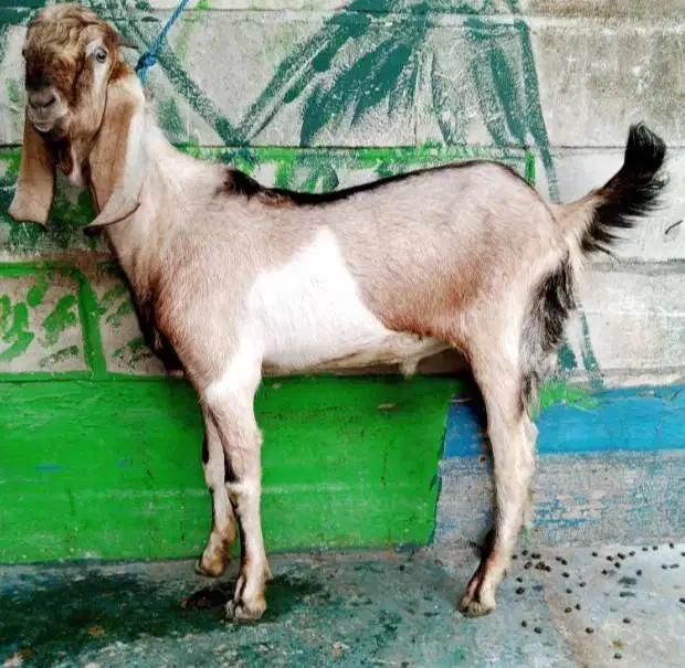 tabungan kambing qurban 35-50kiloan 400rb/bln 11x siap kurban 2027 top
