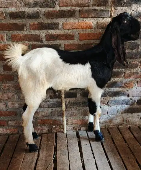 tabungan kambing qurban 35-50kiloan 400rb/bln 11x siap kurban 2027 top