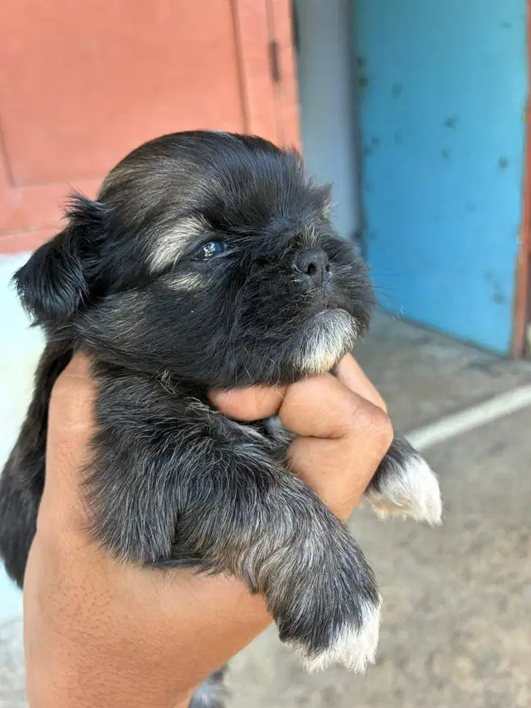 Anjingg ras shihtzu pure