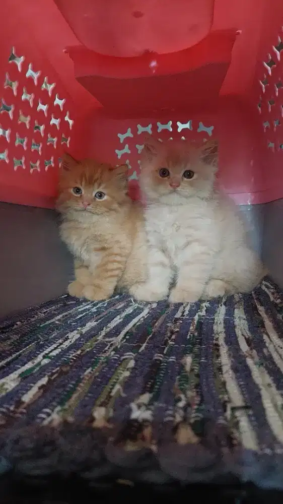 Kitten 2 bln lebih per ekor