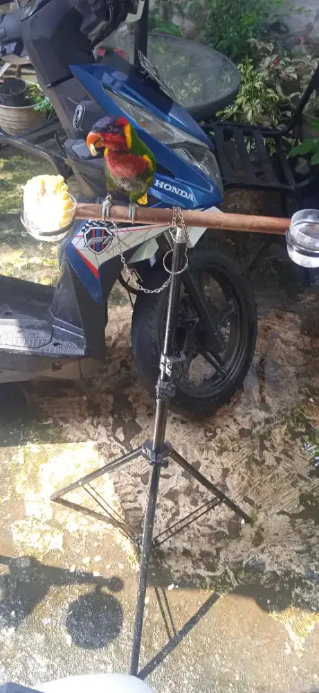 Hijau daun dan buru