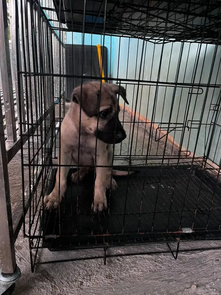 Anjing Jantan Biasa