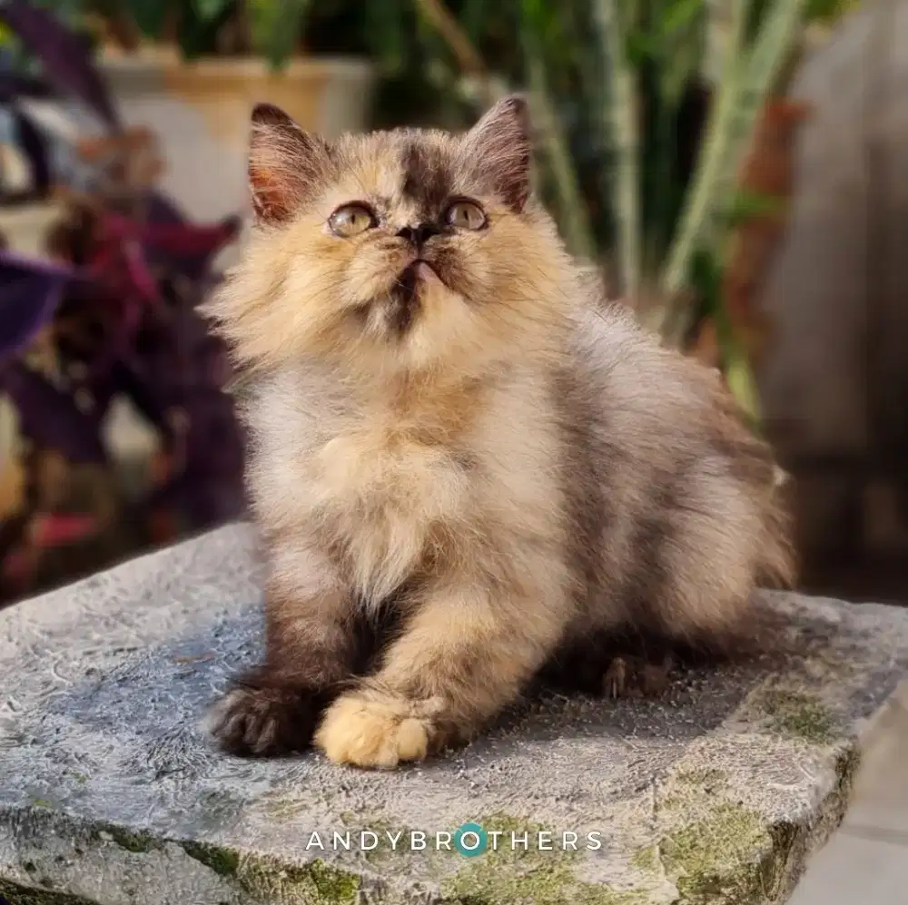 LEPAS ADOPSI Kucing Kitten Persia Flatnose x Peaknose Longhair Tortie