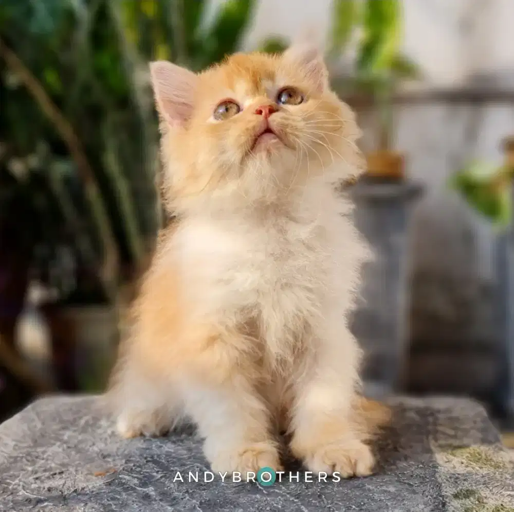 LEPAS ADOPSI Kucing Kitten Persia Flatnose x Peaknose Longhair Jantan