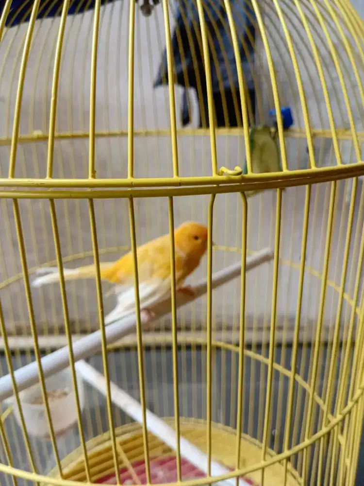 Kenari jantan loper