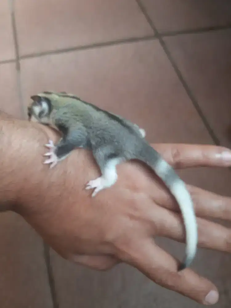 SUGAR GLIDER MOSAIK RINGTAIL