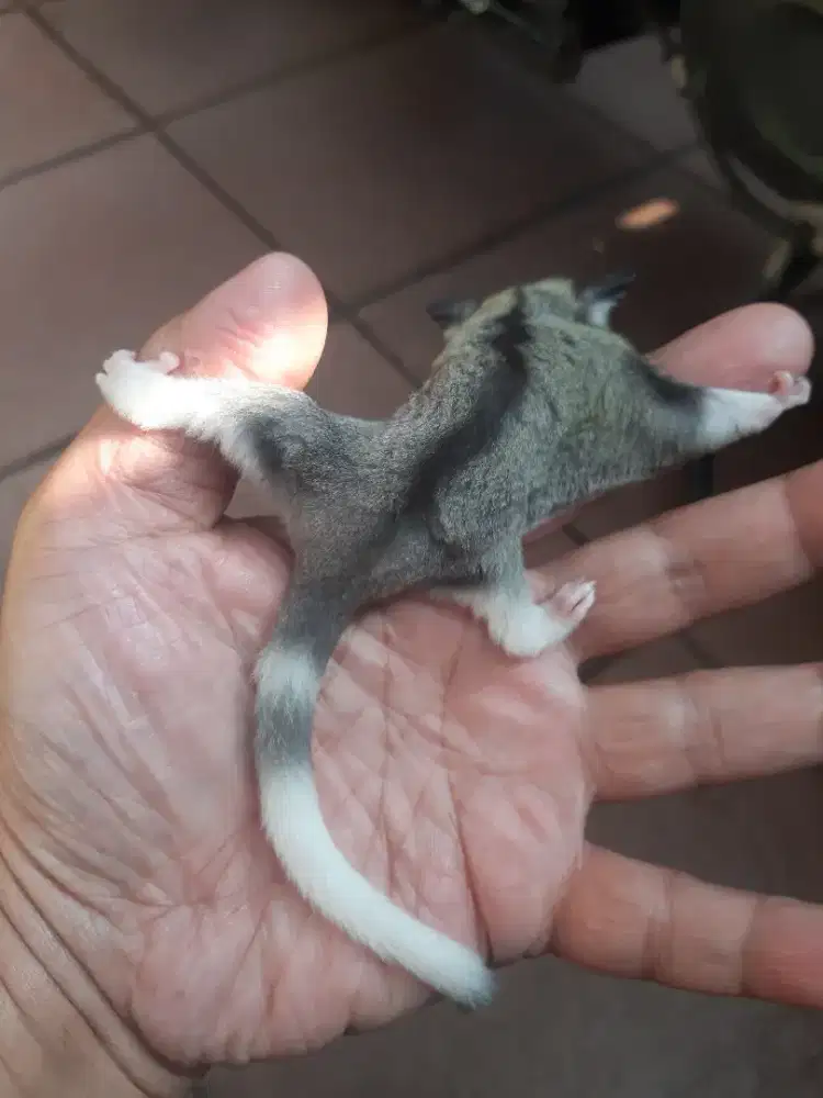 SUGAR GLIDER MOSAIK RINGTAIL