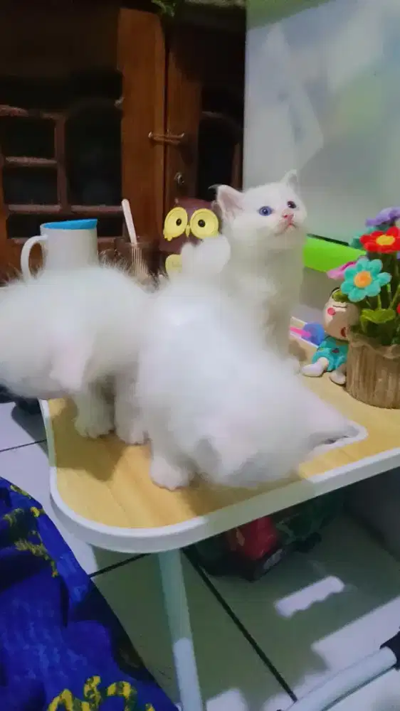 Kitten Persia Medium White Solid