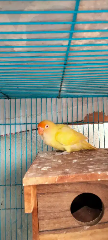 Lovebird betina creamino mm