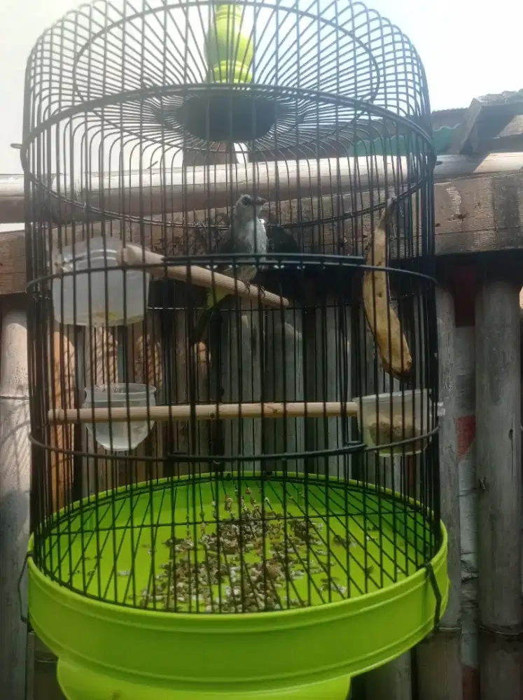 Burung crukcuk jawa