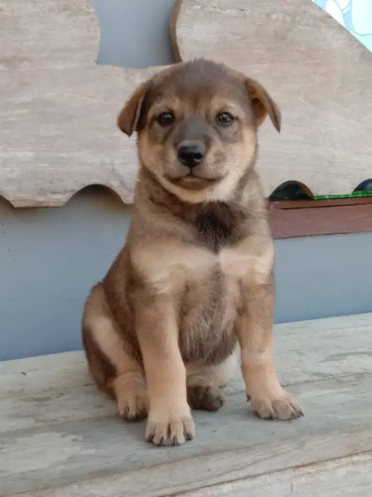 Anak anjing herder mix husky