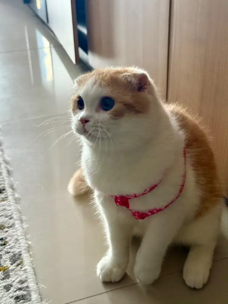 Kucing scotish fold