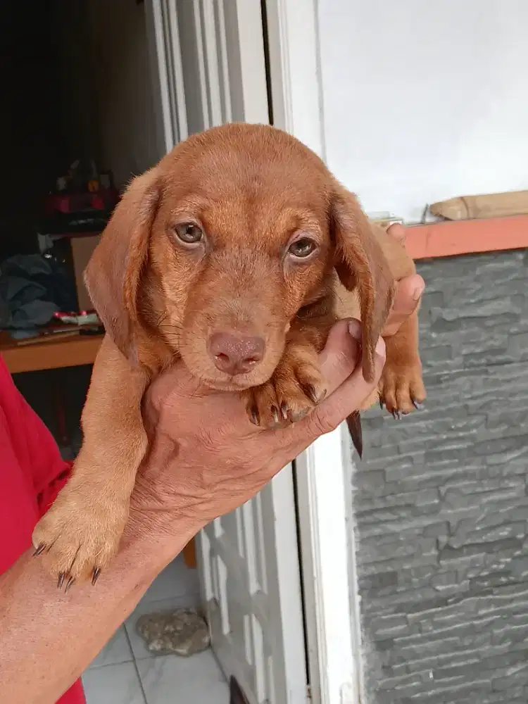 2 anak anjing tekel umur 4 bulan