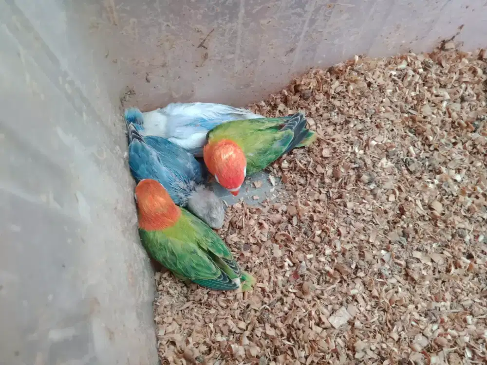 Lovebird biola Ewing green