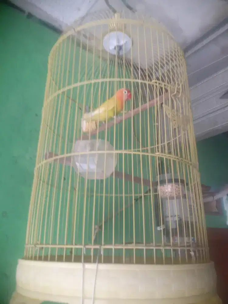 Lb paskun di BSD