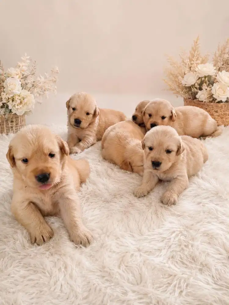 Golden retriever stb vaksin