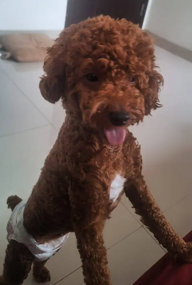 Poodle Betina warna fawn with white marking