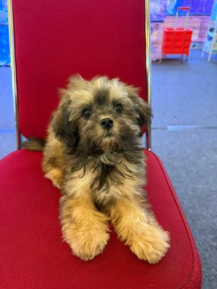 Shipo puppy ( shihtzhu x poodle )