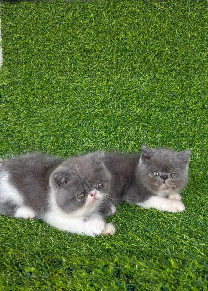 Kucing Exotic Peaknose