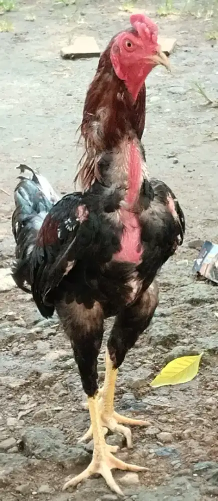 Ayam Bangkok Rp. 250.000