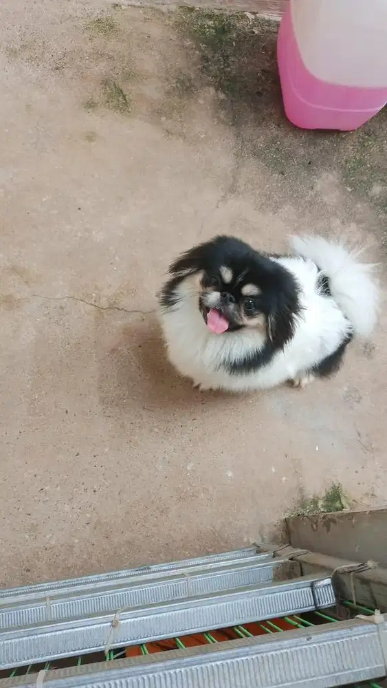 Pekingese warna sangat langka