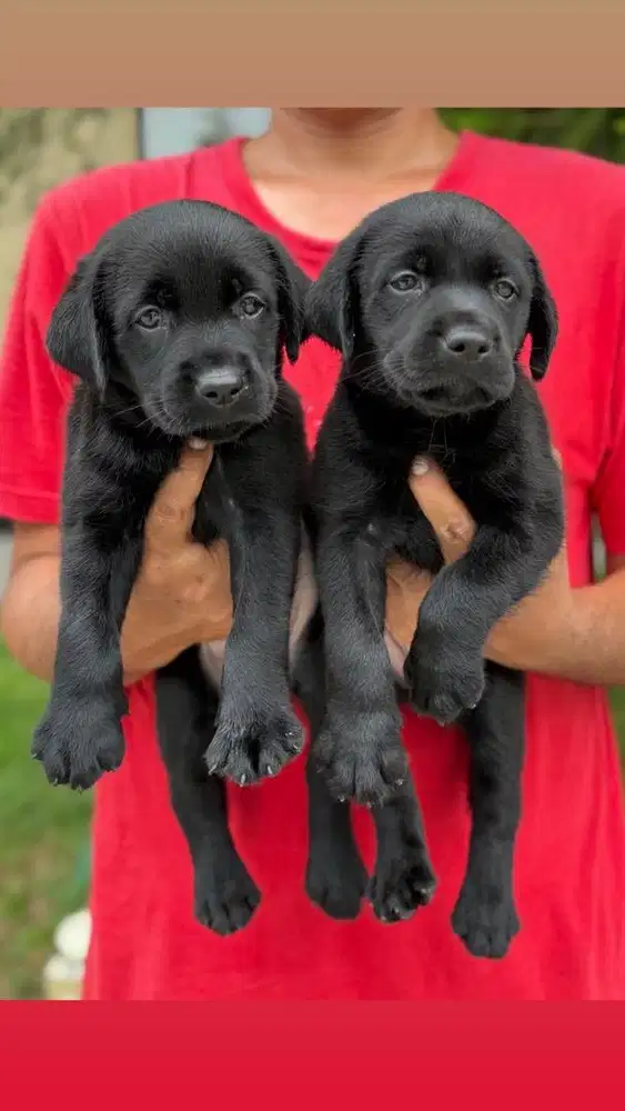 Labrador hitam manis