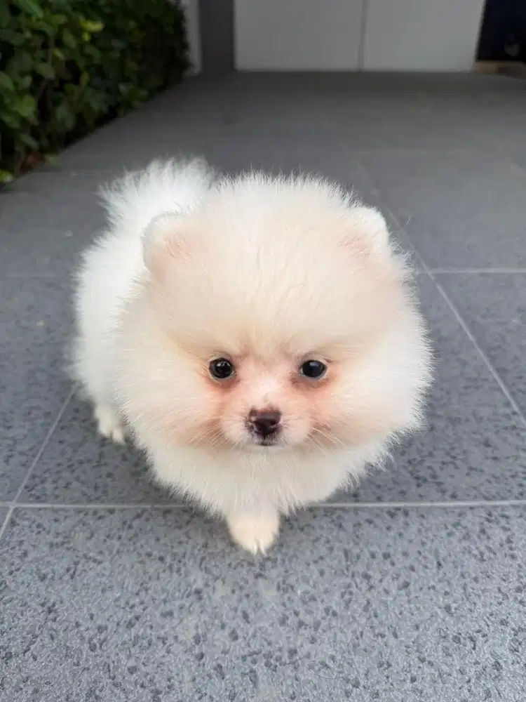 Minipom lucu imut