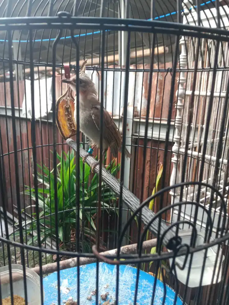 Burung trucukan loloh jatim