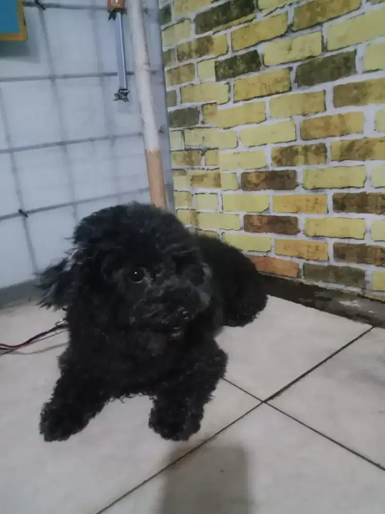 Anjing poddel  toy