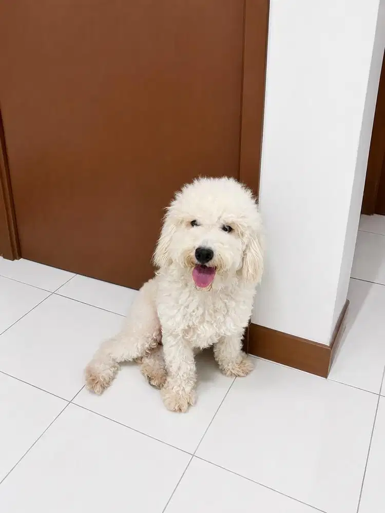Jual Poodle STAMBUM REMAJA