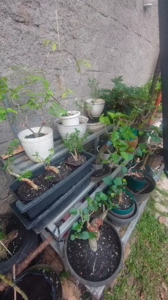 Jual tanaman hias bonsai murah