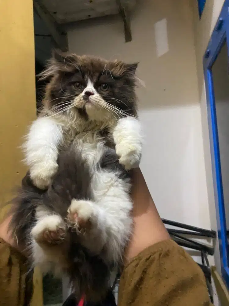 Jual kucing ragdoll mix scottish