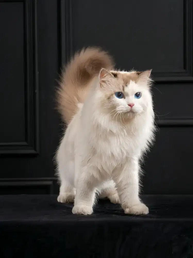 Ragdoll Jantan Jago kawin , jasa pacak kucing ragdoll garansi hamil