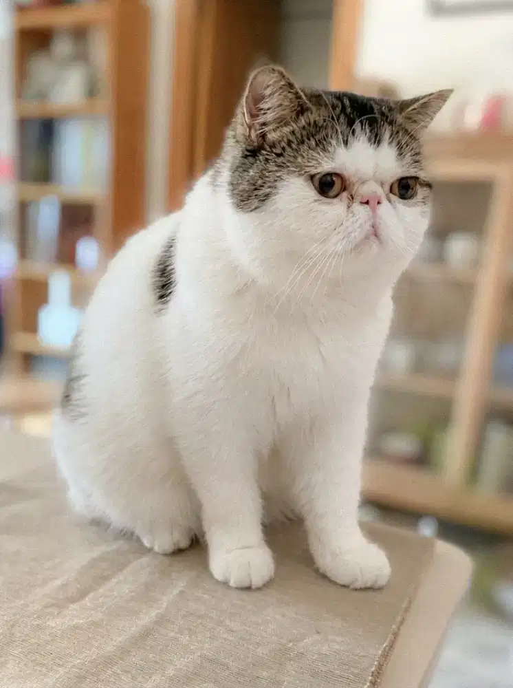 Pacak kucing Exo , mengawinkan kucing persia peaknoae