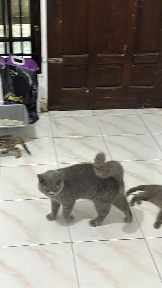 Pure British Short Hair (BSH) Solid Indukan Pedigree x Non Pedigree