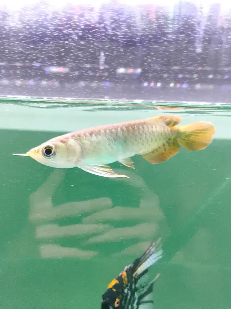 Arwana Super Red 15cm