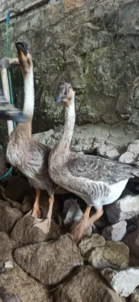 sepasang angsa brenggala