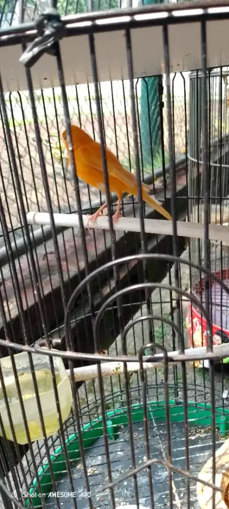 Kenari oren loper lagi mandeg