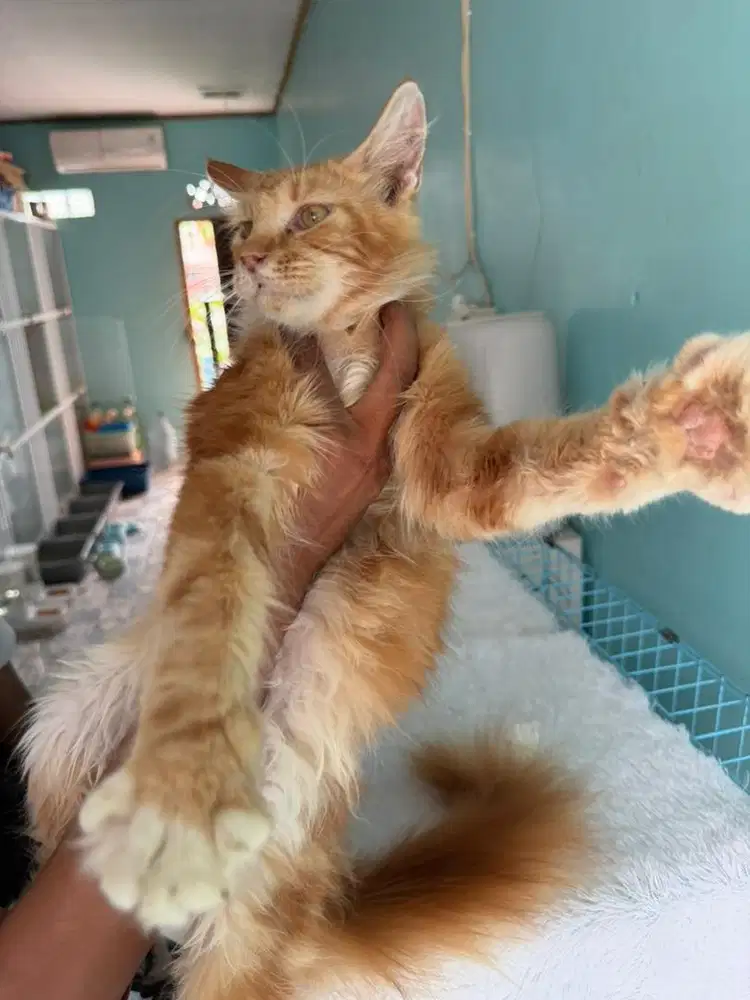 mainecoon parent ped