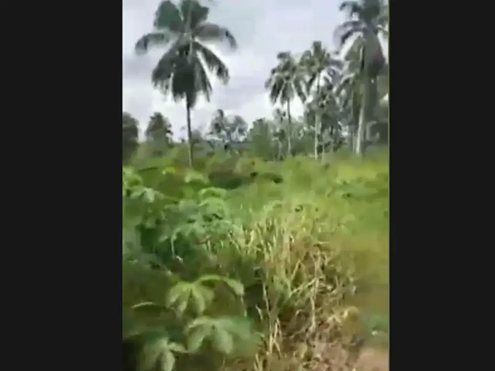 Dijual lahan Kebon  Luas lahan 350 ha Satu hamparan