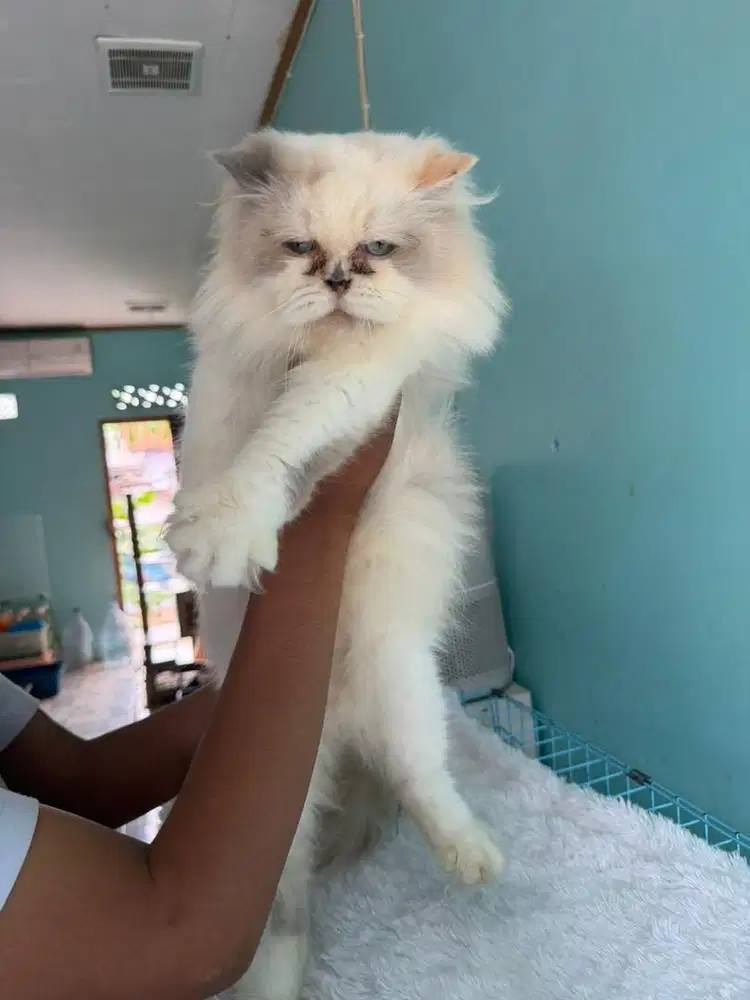indukan persia putih