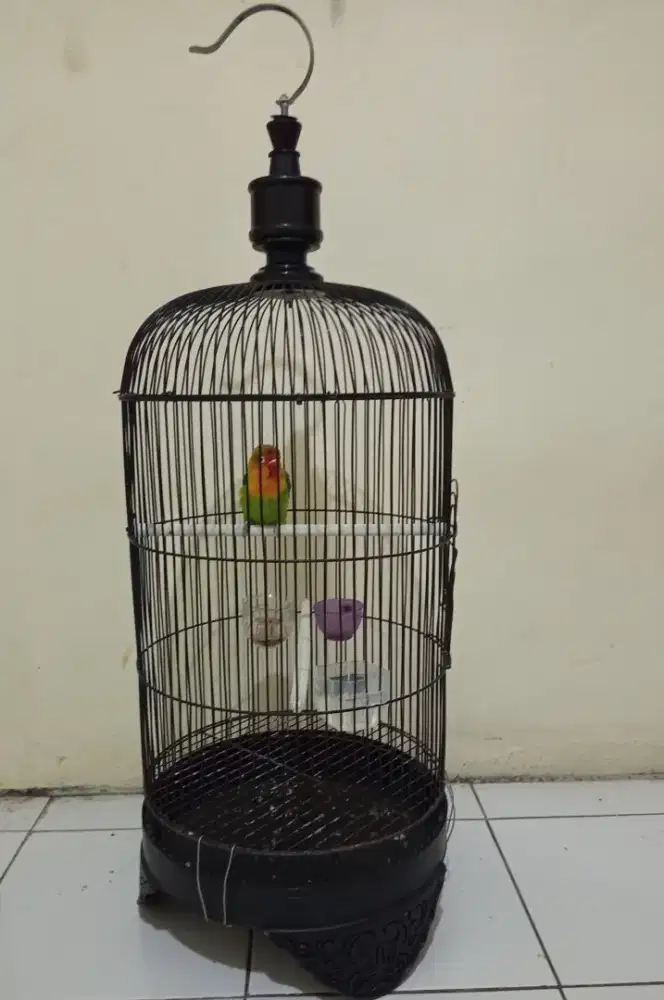 Burung Lovebird