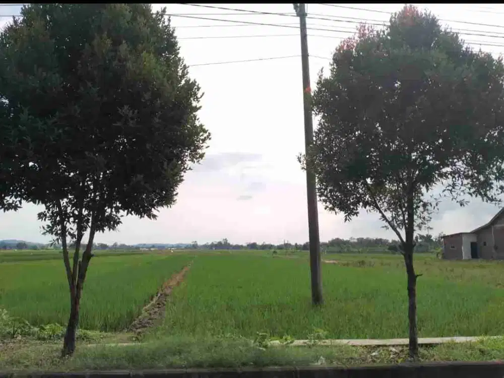 sawah produktif depan rumah warga
