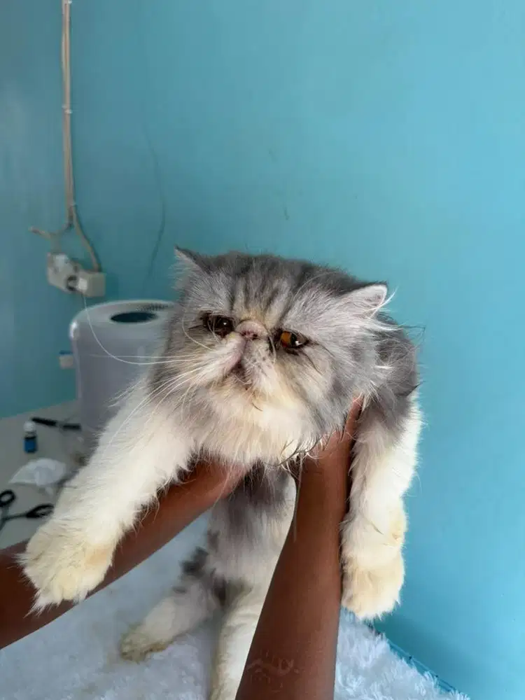 indukan persia flatnose