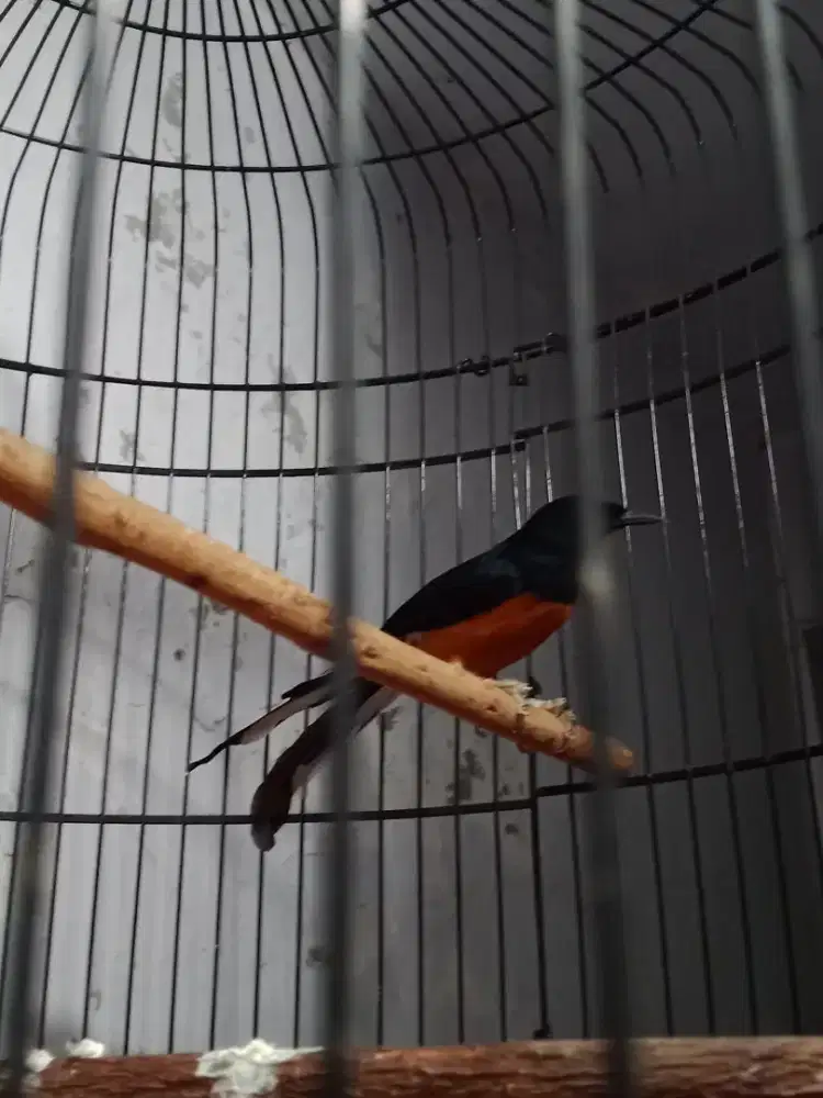 Burung murai batu