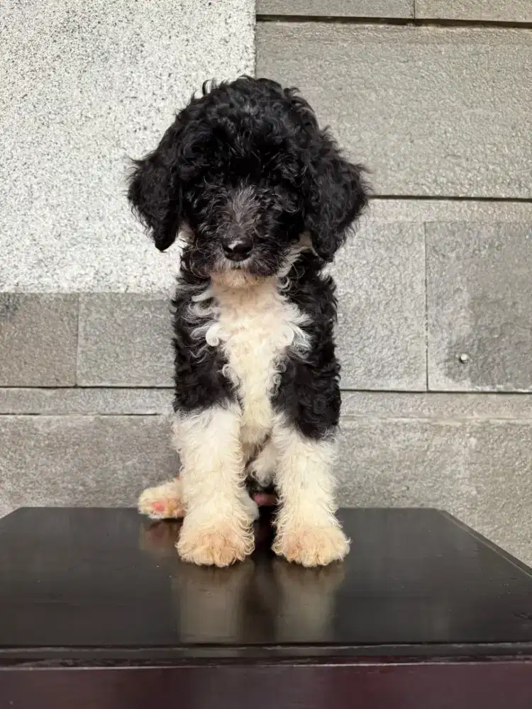 DIJUAL PUPPY GIANT POODLE JANTAN