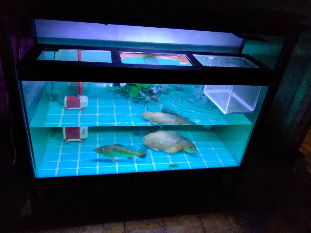 Jual Full Set Aquarium + Ikan