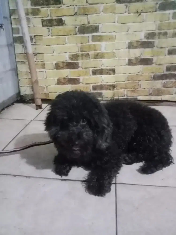 Anjing toy poddel lucu nurut
