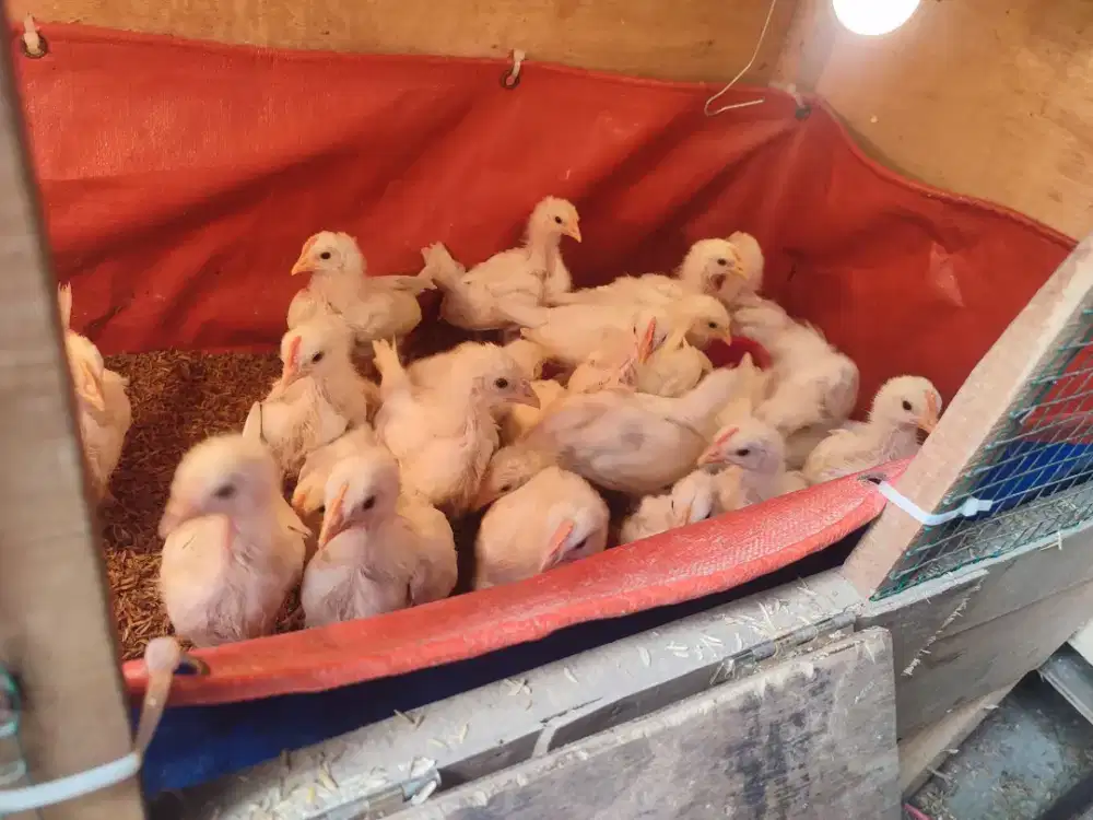 Ayam import white leghorn