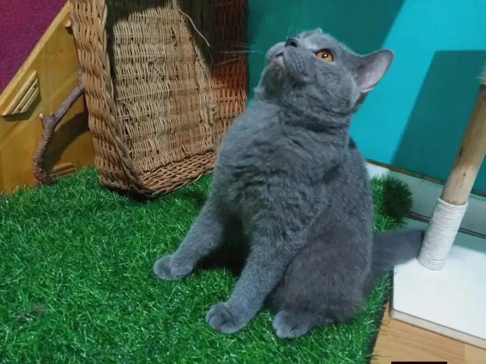 Bsh jantan 1 tahun mulai birahi